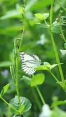 Appias libythea olferna