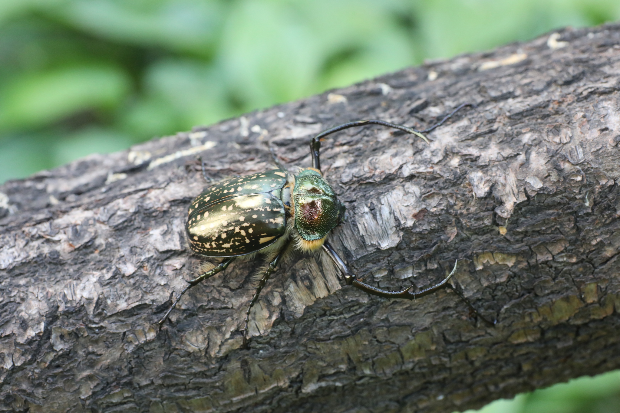 Cheirotonus battareli