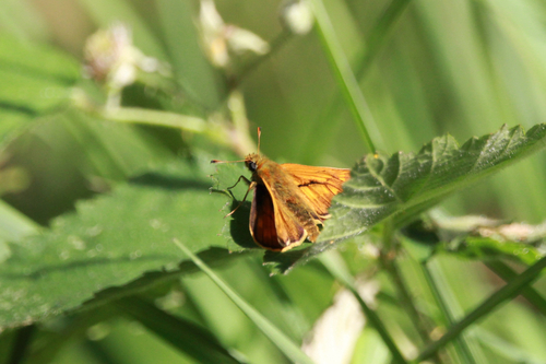 Large Skipper