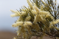 Grevillea pyramidalis