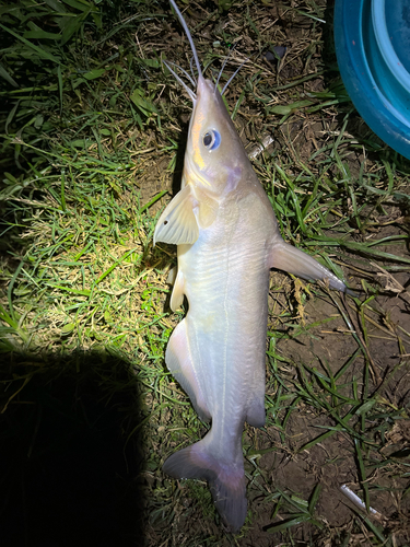Helm-meerval (Cranoglanis bouderius) — Cranoglanididae — 2