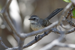 Rhipidura phasiana