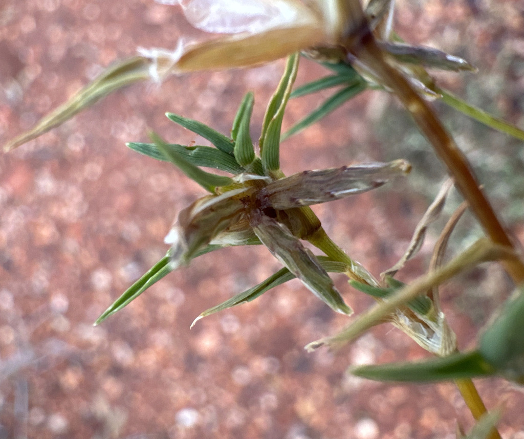 Cynodon prostratus