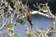Chlamydera guttata