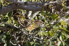 Chlamydera guttata
