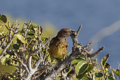 Chlamydera guttata