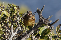 Chlamydera guttata