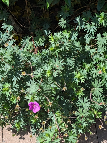 Bloody Crane's-bill
