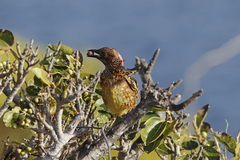 Chlamydera guttata