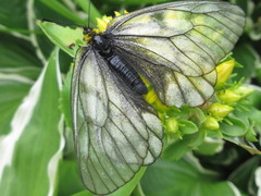 Parnassius stubbendorfii