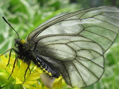 Parnassius stubbendorfii
