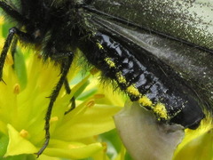 Parnassius stubbendorfii