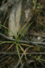 Carex sedakowii