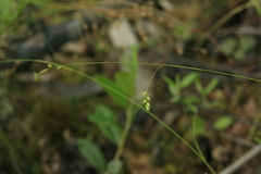 Carex sedakowii
