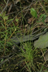 Carex sedakowii