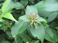 Linnaea