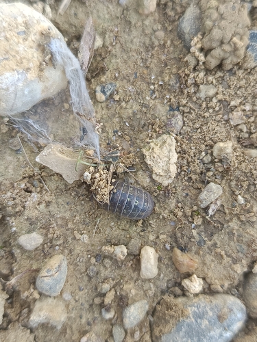 Pillbugs