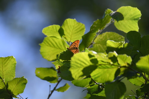 Silver-washed Fritillary