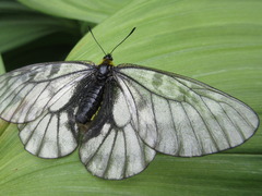 Parnassius stubbendorfii