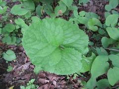 Ligularia fischeri