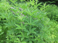 Veronicastrum