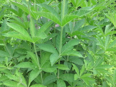 Veronicastrum