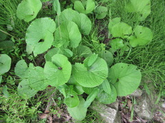 Ligularia fischeri
