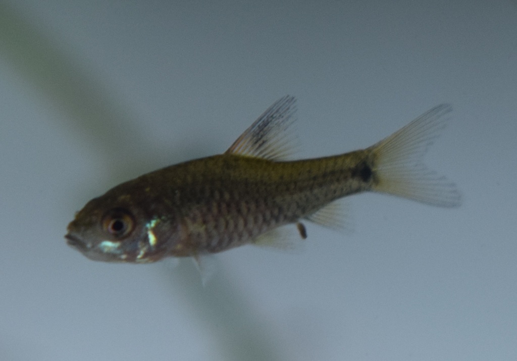 Scarlet banded barb (Puntius amphibius) — Cyprinidae