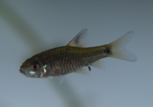 Indische barbeel (Puntius amphibius) — Cyprinidae