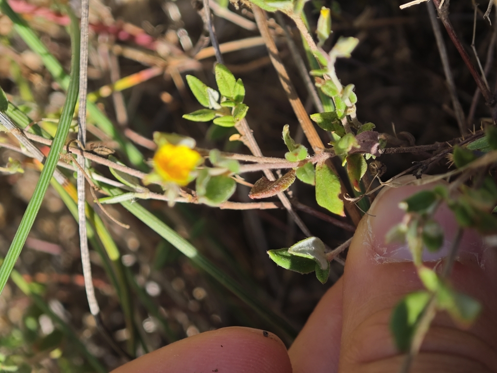 Helianthemum marifolium; photograph (c) Aubin NORMAND, some rights reserved (CC BY)