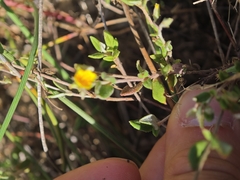 Helianthemum marifolium