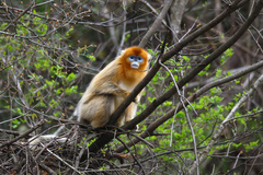 Golden Snub-Nosed Monkey photo 3