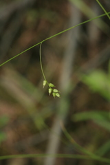 Carex sedakowii