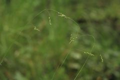 Carex sedakowii