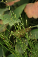 Carex sedakowii