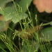 Carex sedakowii - Photo 由 Svetlana Nesterova 所上傳的 (c) Svetlana Nesterova，保留部份權利CC BY-NC