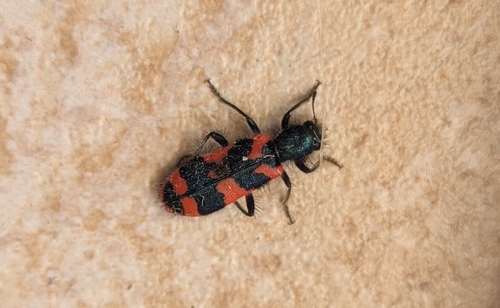 Bee-eating Beetle