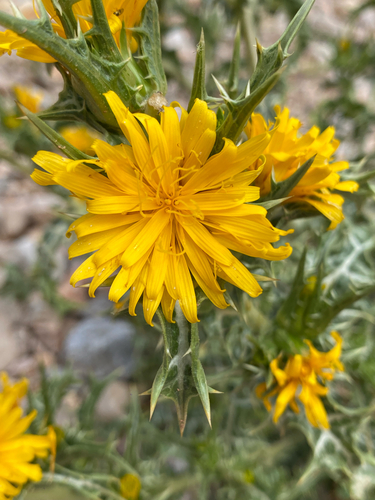 common golden thistle