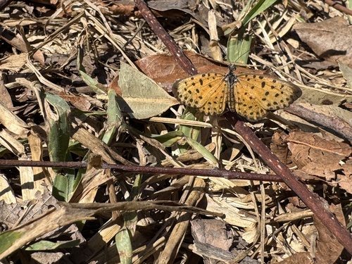 Polka Dot