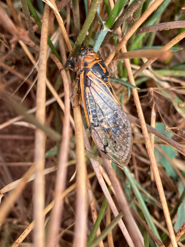 Psalmocharias plagifera