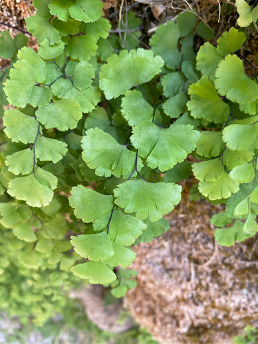 black maidenhair fern