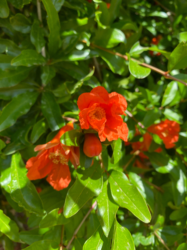pomegranate