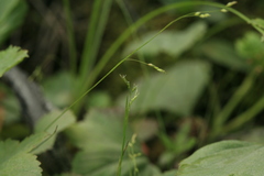 Carex sedakowii
