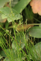 Carex sedakowii