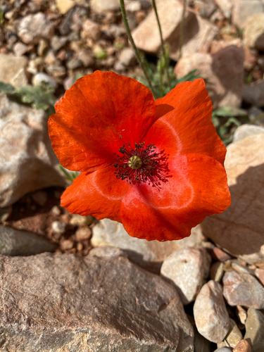 common poppy