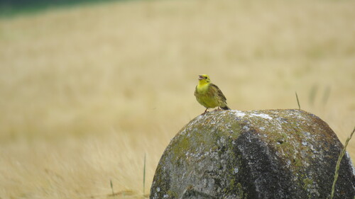 Yellowhammer