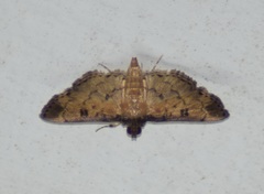 Ategumia