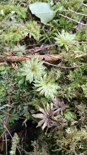 Rhodobryum giganteum observed 2026-06-16