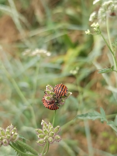 European Striped Shield Bug