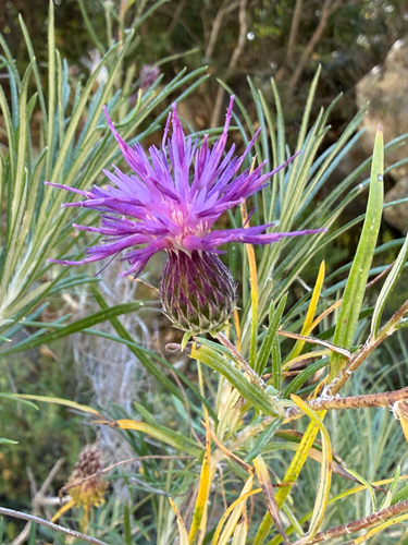 Ptilostemon chamaepeuce, photograph 2